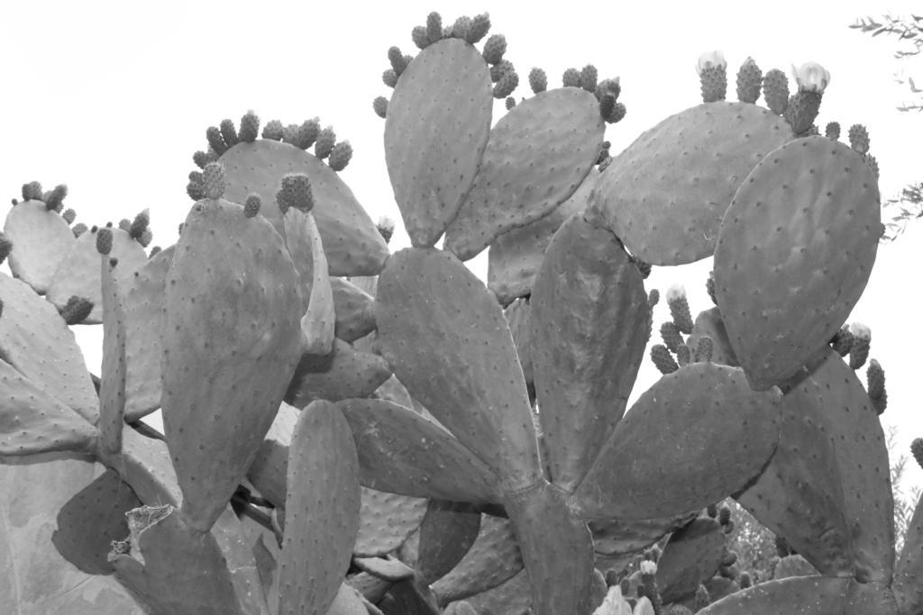 Albachiara Bed & Breakfast Monopoli Extérieur photo